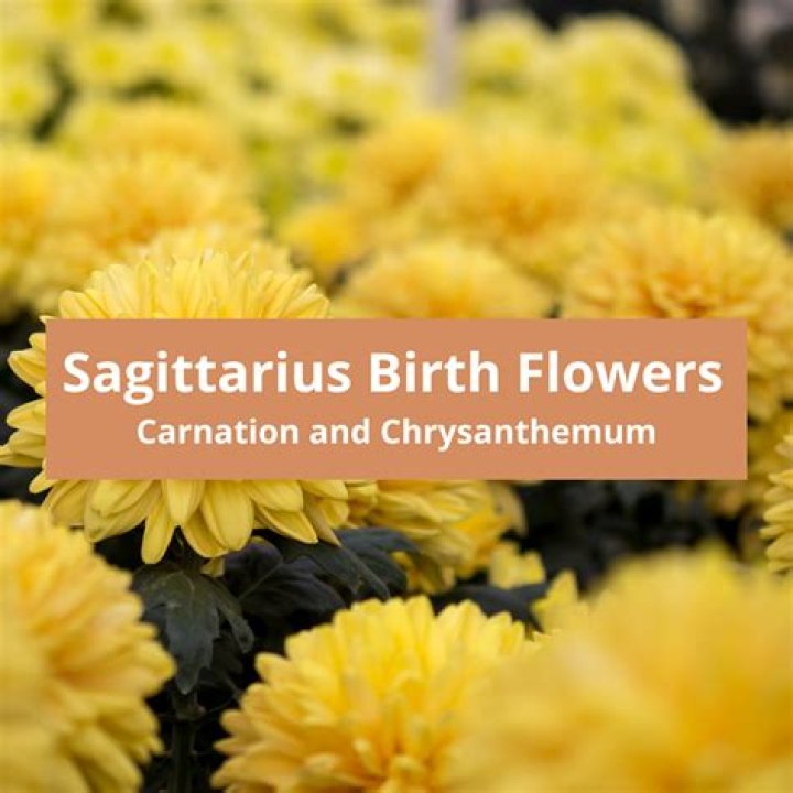 Sagittarius Flower: The Bloom That Embodies Freedom And Adventure