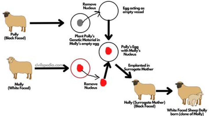 Unveiling The Mysteries Of Zoochip: A Revolutionary Approach To Animal Tracking